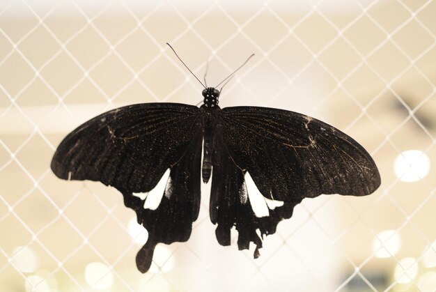 Close-up of butterfly on fence