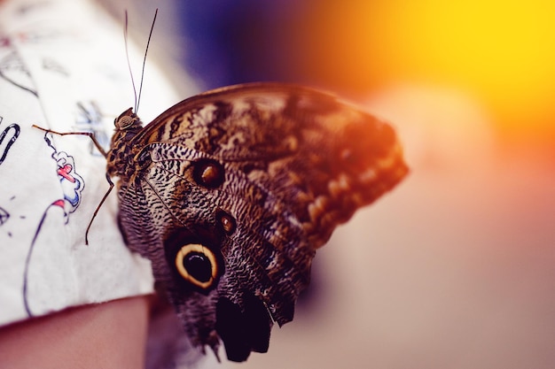 Close-up of butterfly on person