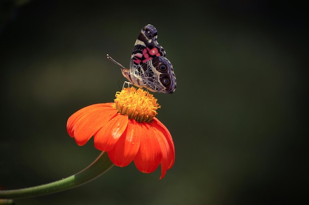 Close-up of butterfly pollinating on orange flower