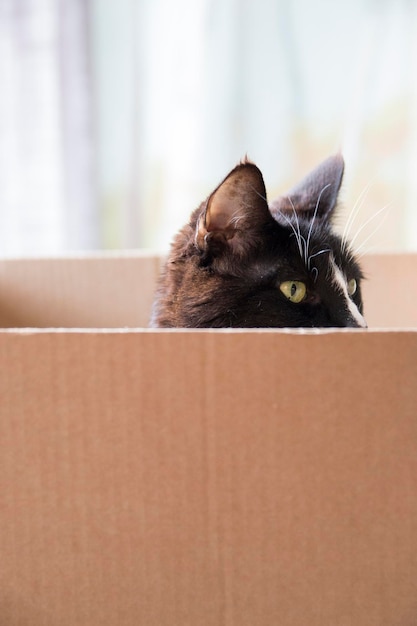 Close-up of cat in box at home