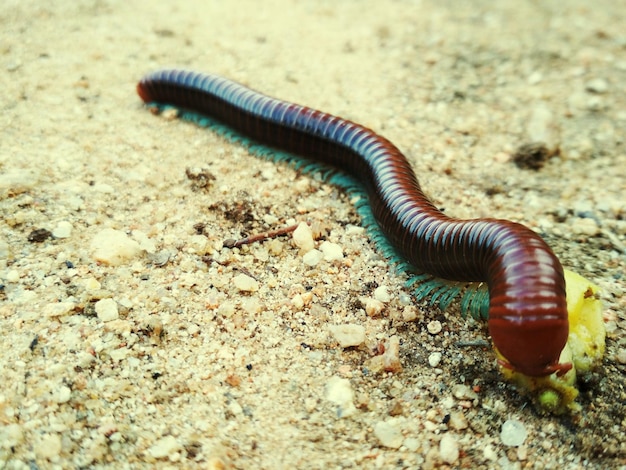close-up of caterpillar