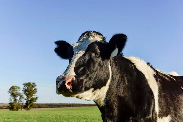 Close-up of cow against clear sky