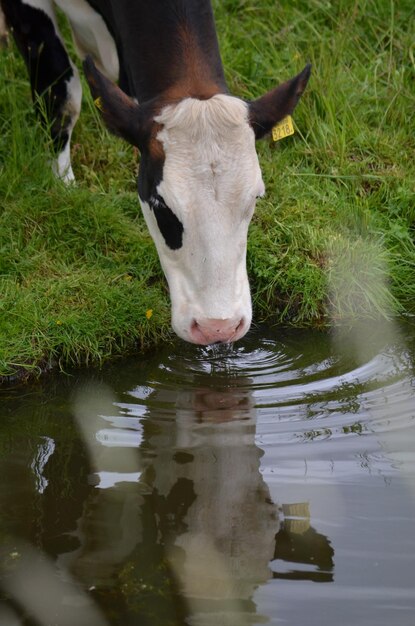 Close-up of cow drinking water