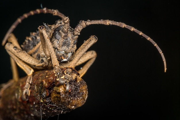 Close-up of cricket on post over black background