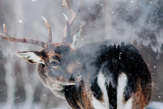 Close-up of deer in snow
