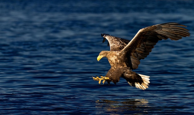 Close-up of eagle flying over sea