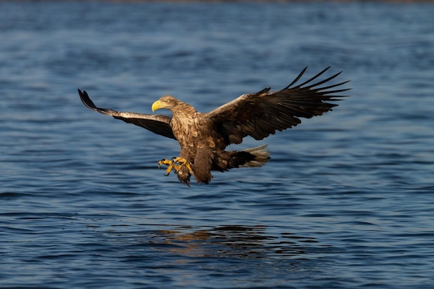 Close-up of eagle flying over sea