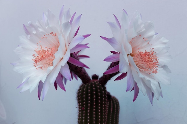 Close-up of flowers against white background