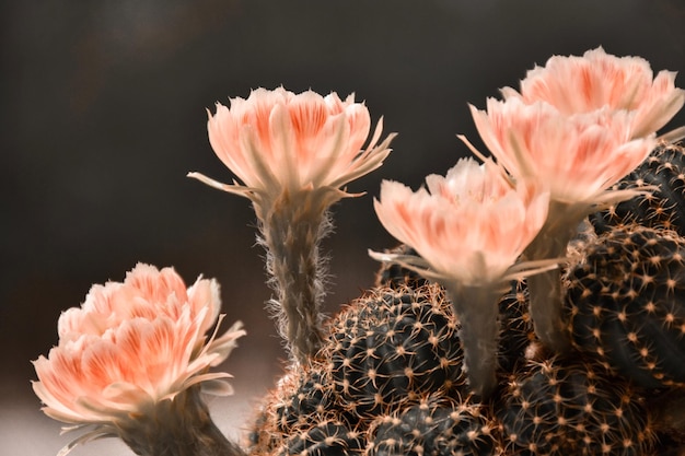Close-up of flowers growing outdoors