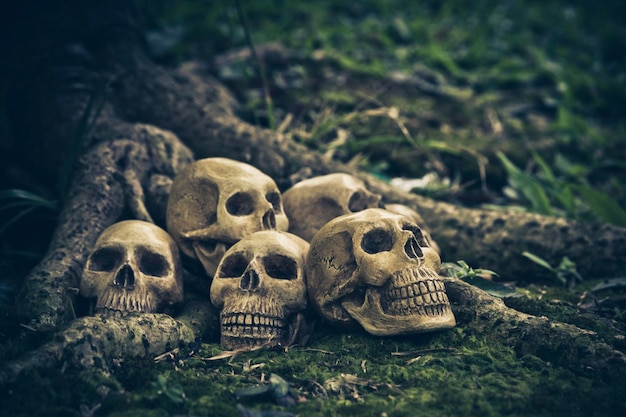Close-up of human skull on land