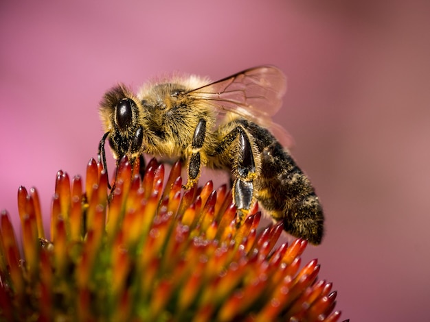 Close-up of insect on flower against blurred background