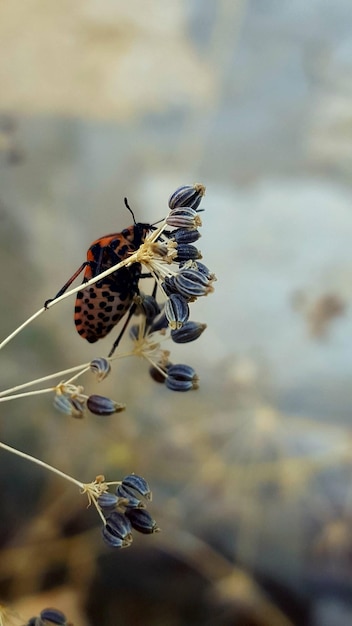 Close-up of insect on flower buds