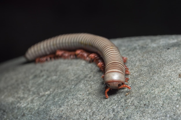 close-up of insect on rock