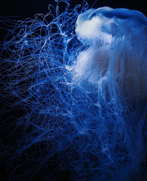 Close-up of jellyfish against black background