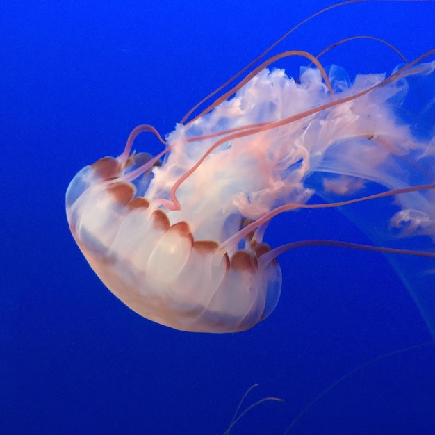 Close-up of jellyfish swimming underwater against blue background
