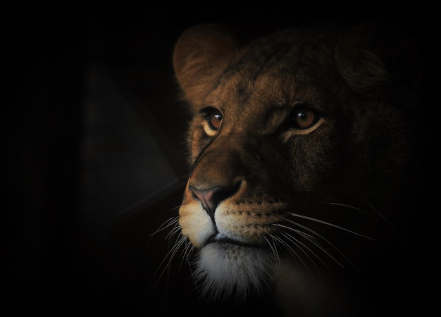 Close-up of lioness at night