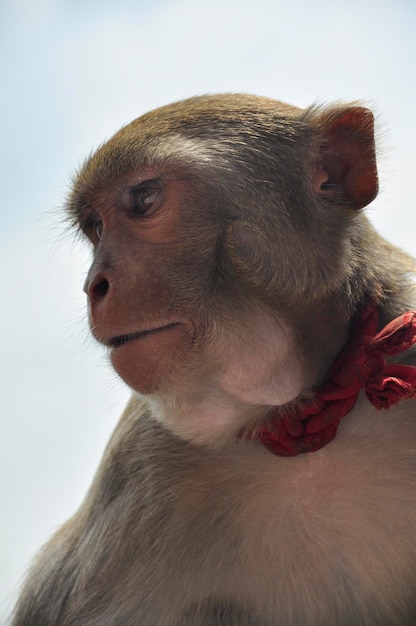 Close-up of monkey on sunny day