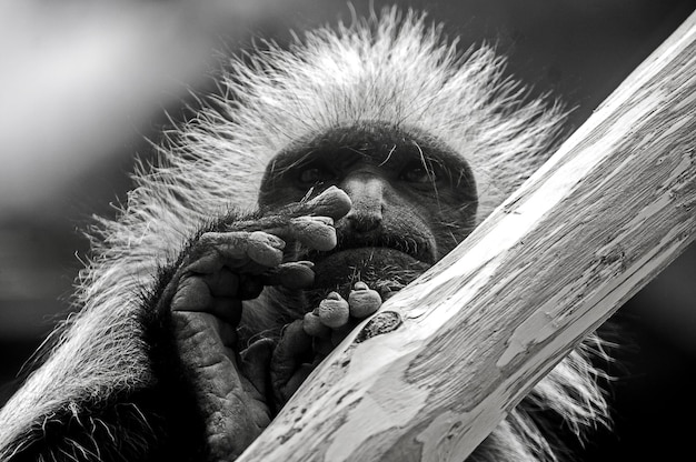 Close-up of monkey on tree