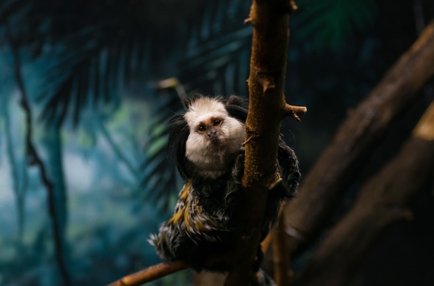 Close-up of monkey on tree