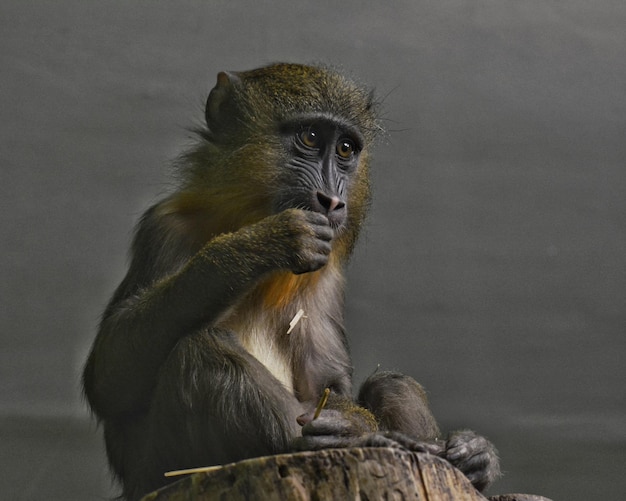 Close-up of monkey on wood