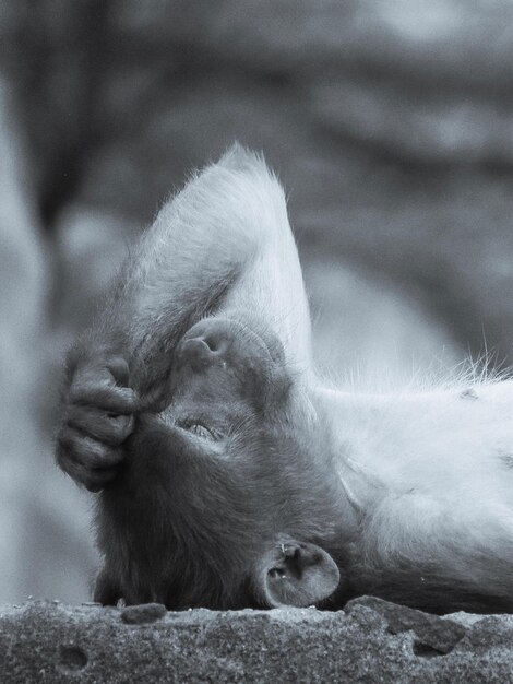 Close-up of monkey relaxing outdoors