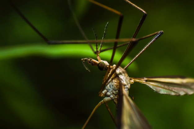 Close-up of mosquito
