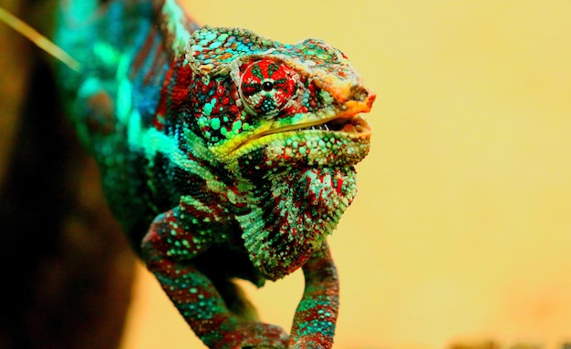 Close-up of multi colored cameleon and yellow background