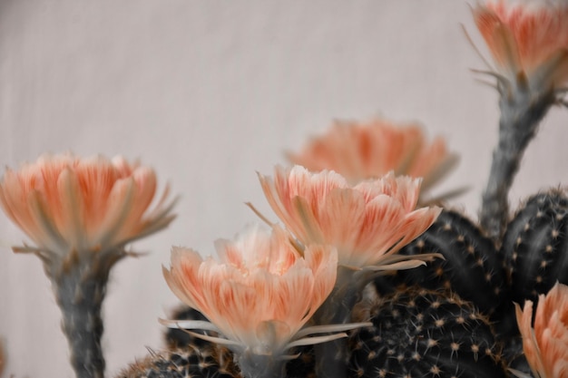 Close-up of pink flower