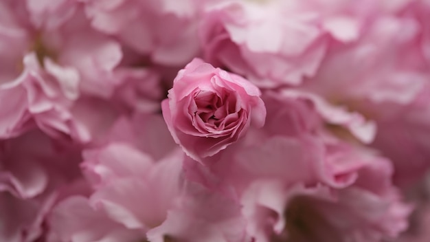 Close-up of pink flowering plant sakura cherry blossom spring leaves green and pink background