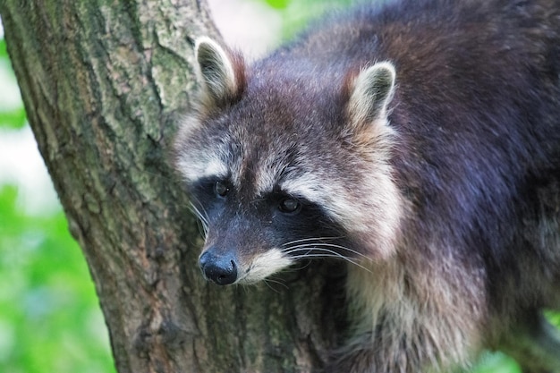 close-up of raccoon