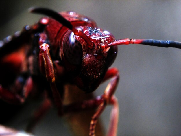Close-up of red insect