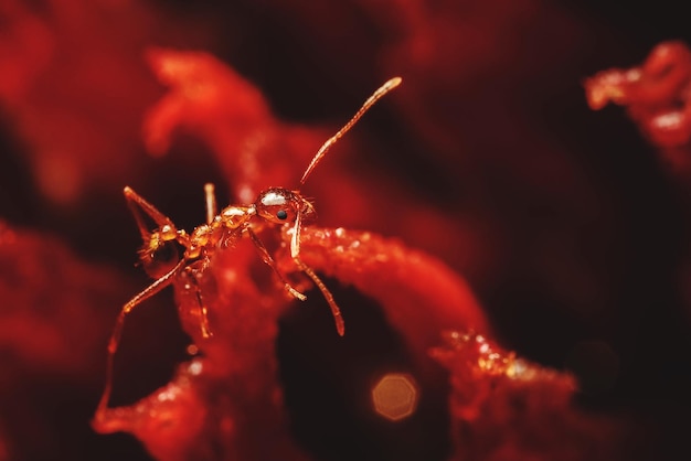 Close-up of red insect