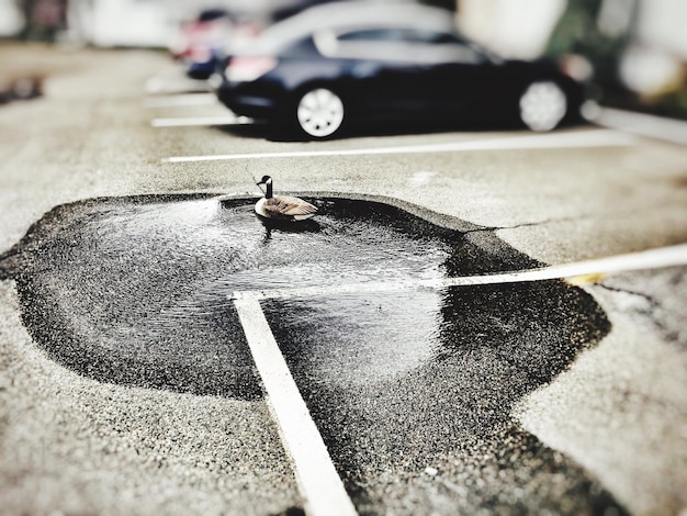 Close up of road