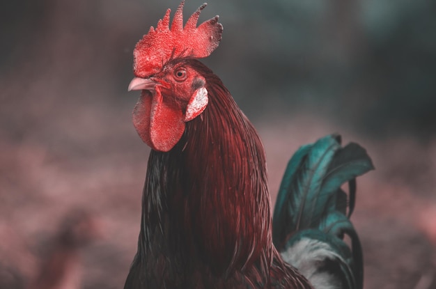 close-up of rooster