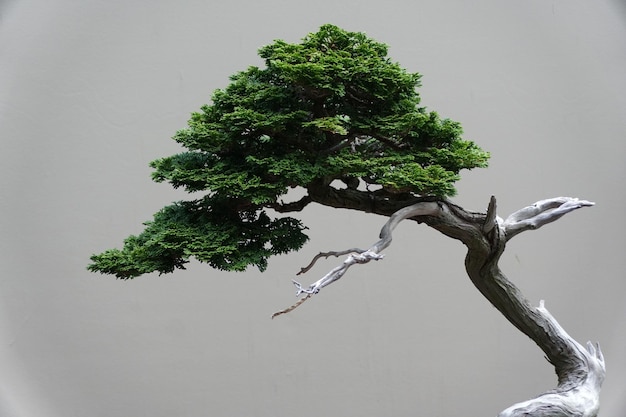 Close up of the green leaves of Hinoki False Cypress bonsai tree