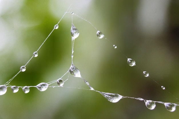 Close-up of water drops on spider web