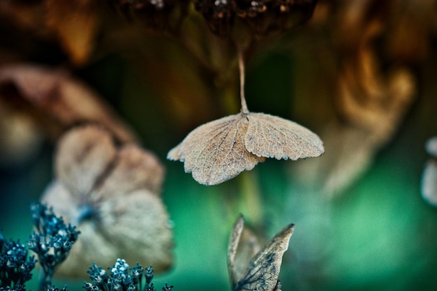 Close-up of wilted plant with dry leaves