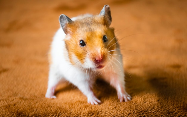 Close-up portrait of a hamster