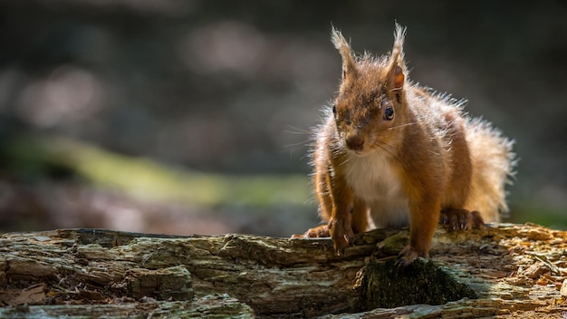 Close-up portrait of a squirrel