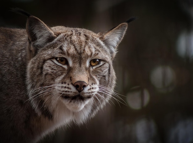 Close-up portrait of big cat