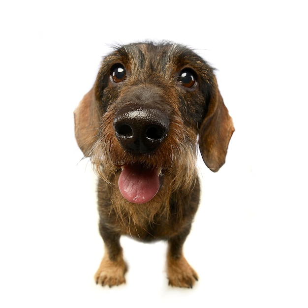 Close-up portrait of dog over white background