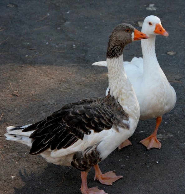 Close-up side view of birds