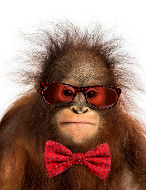 Closeup of a young Bornean orangutan wearing glasses and a bow