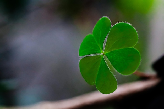 clover leaf in lens flare for background