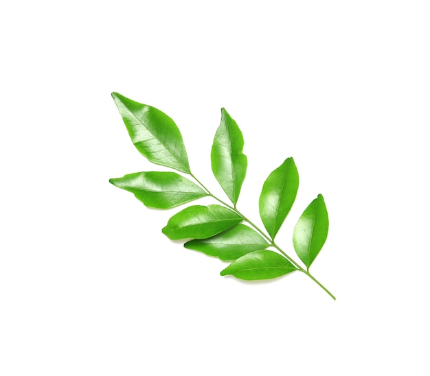 Collection tropical green leaf