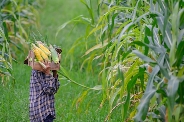 corn female agricultural worker holding raw corn and is harvesting crops in her corn field