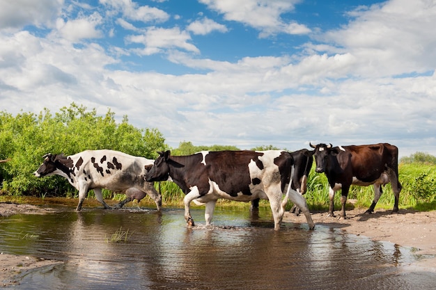Cows standing in a farm