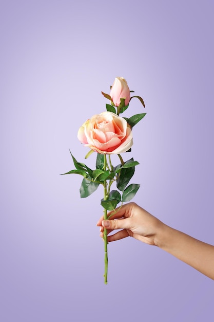 Cropped image of woman hand holding roses against purple background