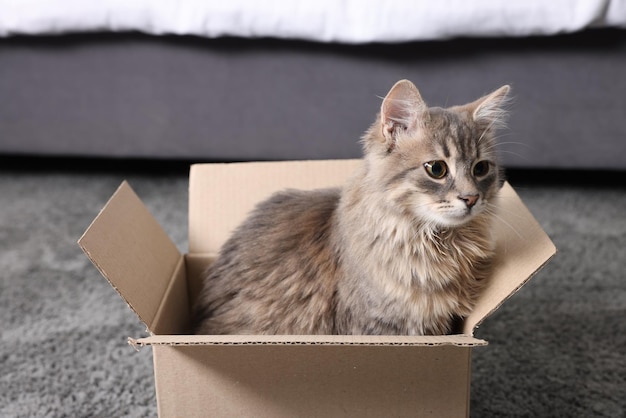 Cute fluffy cat in cardboard box on carpet at home