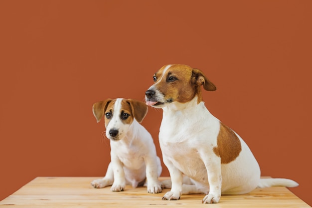 Cute mother and her puppy jack russel terrier dog in studio shot. 